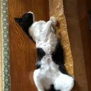 しんゴルフ40555の画像