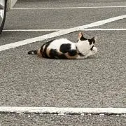 みーの画像