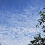 はなの画像