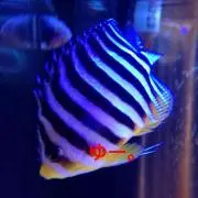 ゆー。
