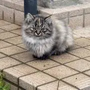 こめ。