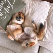 ぽてまるちーず
