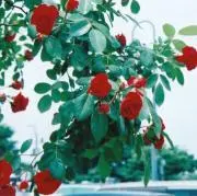 【発送は週末になります】Annaの画像