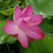 tukadbagusの画像