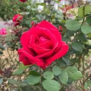 rosesの画像