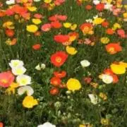 ふじ❀プロフご確認くださいの画像