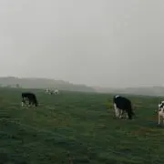 moonの画像