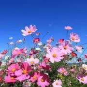 Marin プロフを読んでご購入下さいの画像