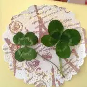 ☆clover☆の画像