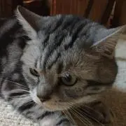 たやま