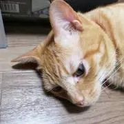 のりちゃんの画像