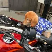 ワイグラの画像