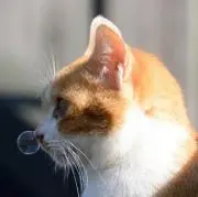 ha＊neの画像