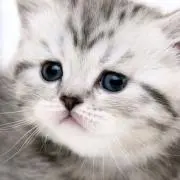 ao aoの画像