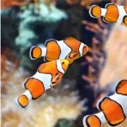 めらヌsp