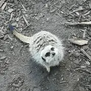 おこめの画像