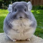 りょー