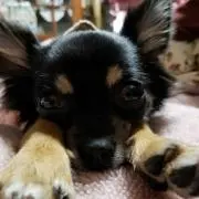 ももこ