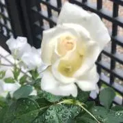 はりの画像