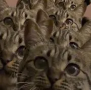 ガオラー♪