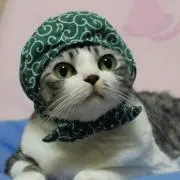 にゃんこ