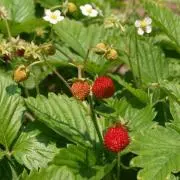 wildstrawberry♪