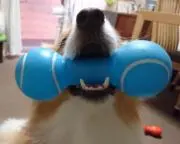 ふう