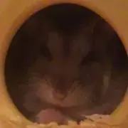 ハムにゃんの画像
