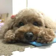ちーともの画像