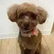 Miiの画像