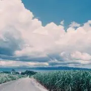 サンキチの画像