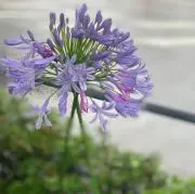 MOCHAの画像
