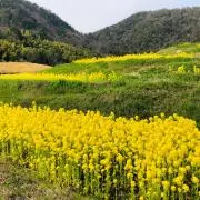 フルートの画像