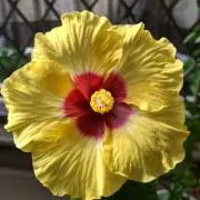 Lilyの画像
