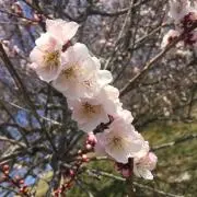 さーちゃんmamの画像