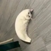 アンチョビの画像