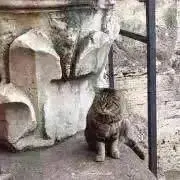 コシュカ＊プロフ必読！次回発送6/9の画像