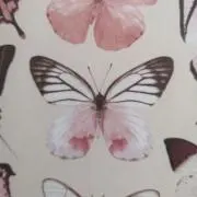 kirariの画像