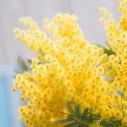 りんりん