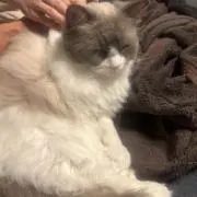 しんごの画像