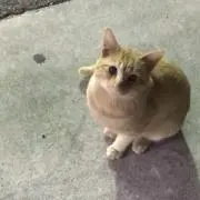 seiの画像
