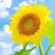 E＊☺︎断捨離中⭐︎発送は平日のみの画像