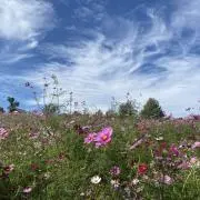 花のママ　プロフ必読！の画像