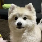 mochiの画像