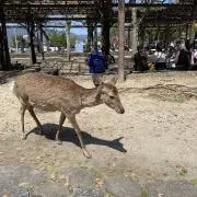 ぐっちの画像