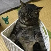 ともよ