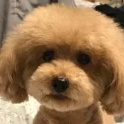 pingunU^ェ^Uの画像