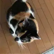 にいみ