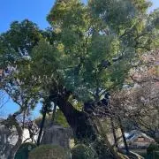 Green★モンスター