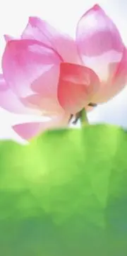 pink.mint♡の画像